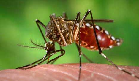 Fiebre chikungunya en Argentina